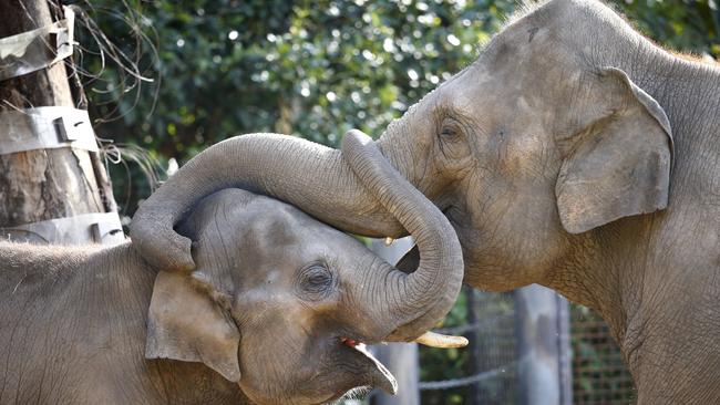 Melbourne Zoo's elephant enclosure is on the move to Werribee Open Range Zoo. Picture: David Caird