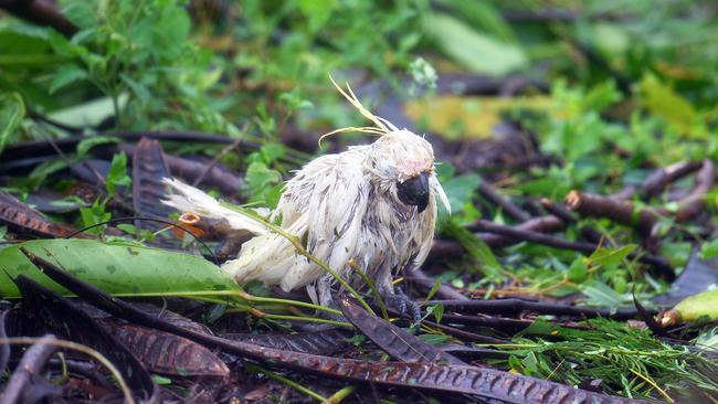 Battered and broken, a cockatoo, stripped of feathers stands among the snapped branches in Airlie Beach during Cyclone Debbie. Picture: Alix Sweeney