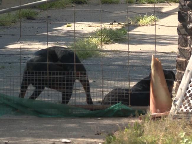 The two dogs were seized by local council for further investigation. Picture: TNV