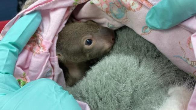 Koala joey Heath is being well cared for by staff at Currumbin Wildlife Hospital. Picture: Sam Senti.