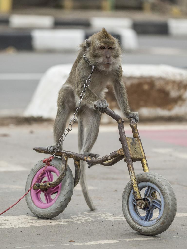 Baby macaque monkeys for sale at Denpasar Bird Market (Pas…