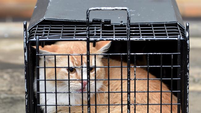 Feral cats trapped by Hornsby Shire Council rangers at Hornsby on Tuesday June 5th. Hornsby Shire Council's feral cat trappers have been catching them all over the shire, but mostly in urban areas. (AAP IMAGE / Troy Snook)