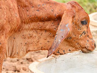 Lumpy skin disease causes cattle to get large skin growths and can lead to them dying.