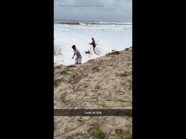 Small dog taken out by cyclone wave