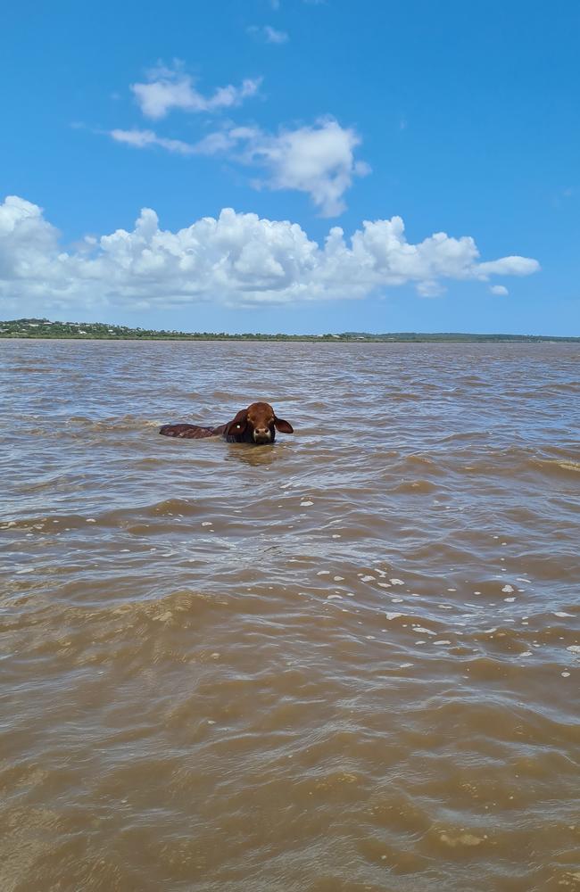 Benjamin the Bull died at River Heads. Photo: Mindy Bell