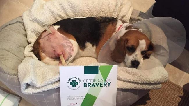 Beagle Belle’s surgery cost $900