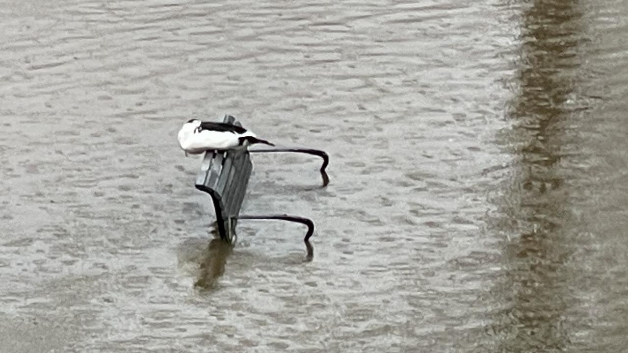 A duck sits on a park bench covered in water at the Parramatta River. Floods/rain/wet weather