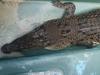 Rangers trap Cairns crocodile after human head attack