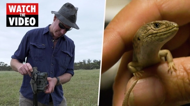 Pygmy blue-tongue lizard relocation