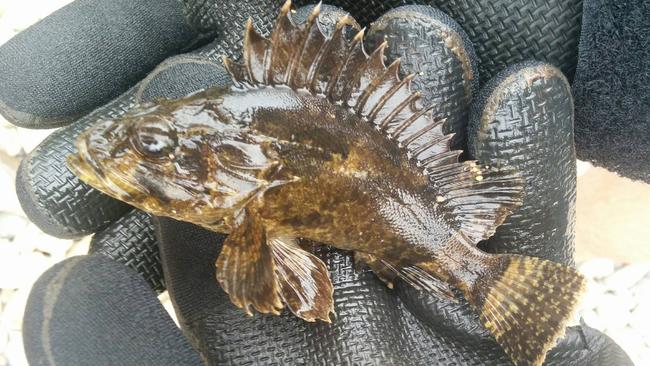 Reptile Solutions recently shared this photo of a bullrout, or freshwater stonefish.