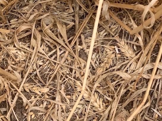 Crop damage from strong winds at Edilillie