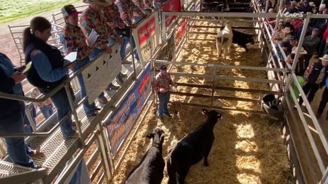 Auctioneers take the bids at Wodonga market