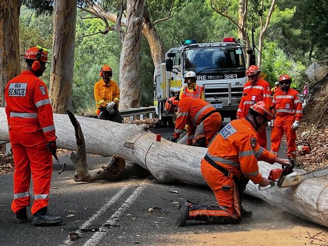 ADELAIDE , 26 Feb 2023 .  A tree has fallen on Norton Summit Road, Teringie , hitting a cyclist . Picture: Emma Brasier