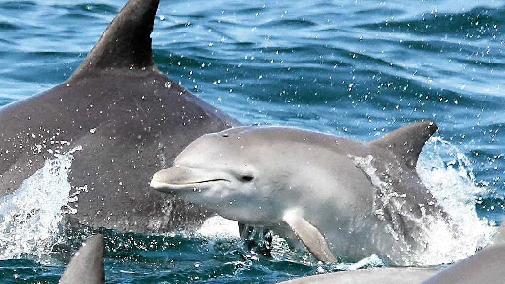 Citizen scientists to count Byron and Ballina's dolphins