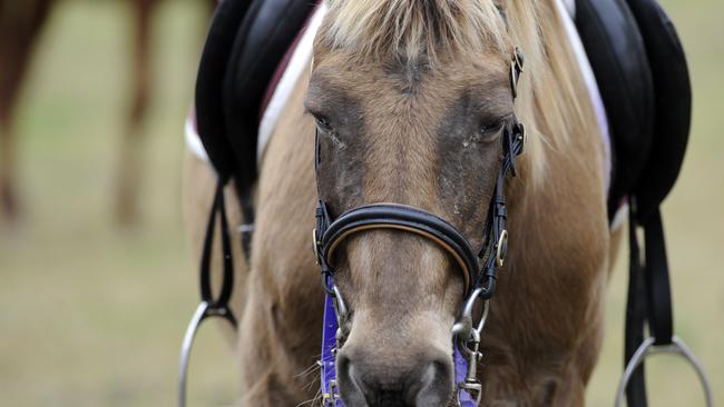 A man has been flown to Toowoomba Base Hospital with “life threatening” injuries after being thrown from his horse and then trampled by the animal in the South Burnett.