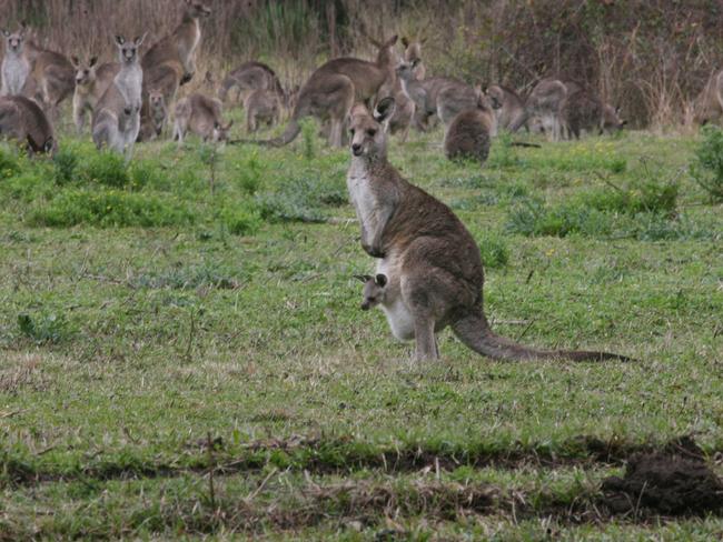 Morisset Hospital. Tame kangaroo's congregate in the grounds of the hospital. Tyre marks left by sadistic hoons show how they chased the mobs in 4WD's before running them over killing dozens over the last few months,