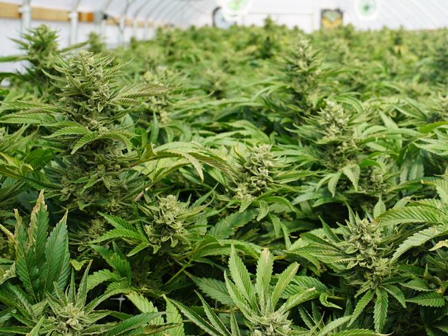 Large Indoor Marijuana Commercial Growing Operation With Fans, Greenhouse, Equipment For Growing High Quality Herb. Cannabis Field Growing For Legal Recreational Use in Washington State - picture istock