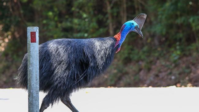 The Smiths Gap fauna crossing project is designed to reduce cassowary deaths on the Bruce Highway. Picture: Peter Carruthers