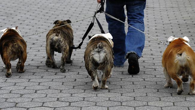 Take the dog for a walk, they’ll love it and you’ll escape the footy. Picture: AFP PHOTO.