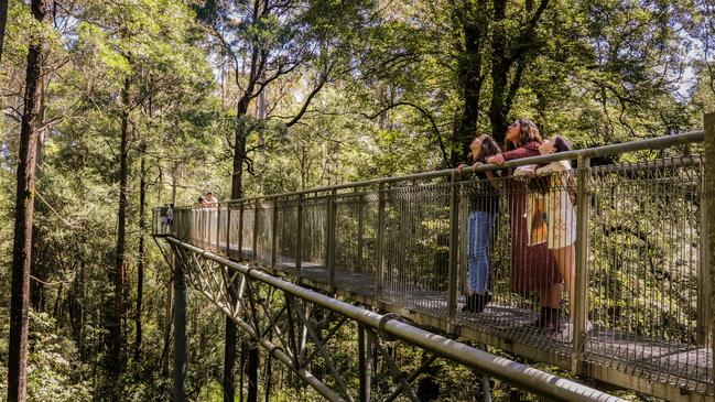 Otway Fly Treetop Adventures.