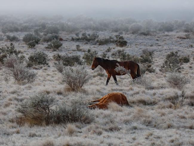 A dead brumby at Kosciuszko National Park. Photo: Ian Brown