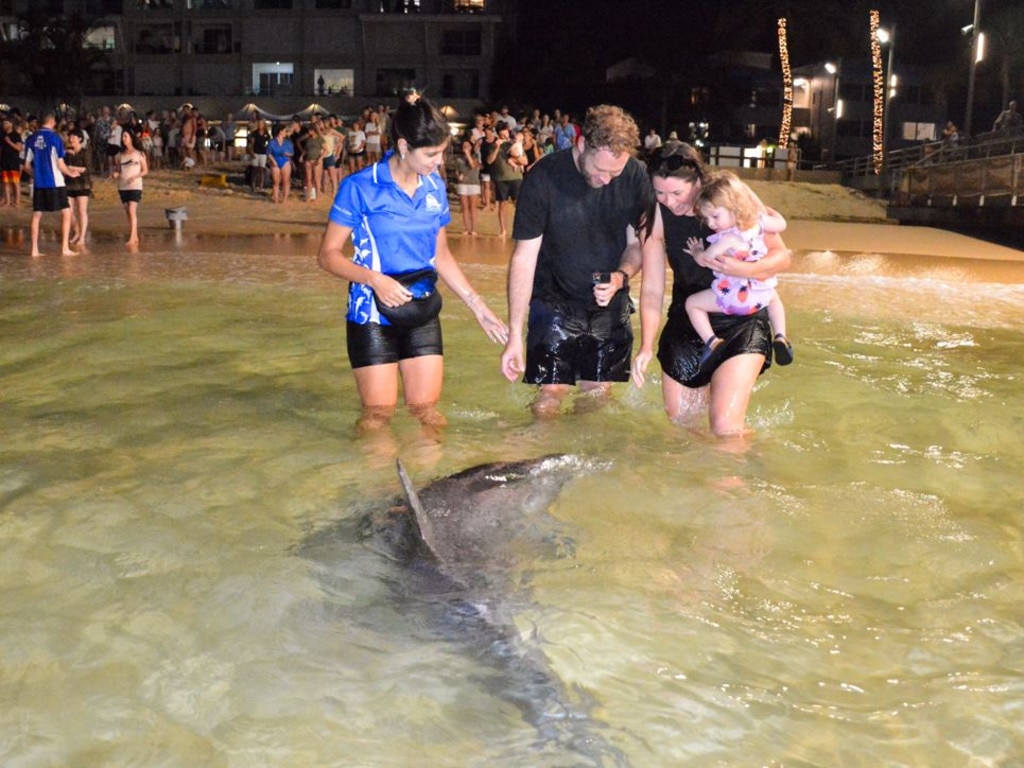 Stepping into the water at night to meet the wild dolphins has been happening on the island for 40 years.