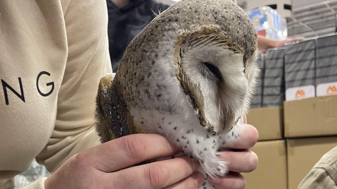 Sick owl rescued by Nigel Williamson after week in Bunnings Tarneit ...