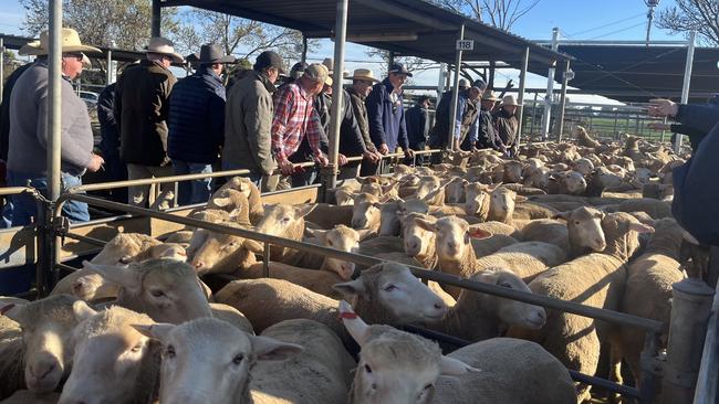 Big numbers of lambs go under the hammer at the Wagga Wagga Livestock Marketing Centre.