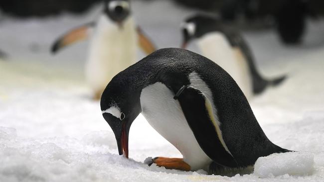 Even penguins are raising “genderless” chicks. Picture: AAP Image/Joel Carrett