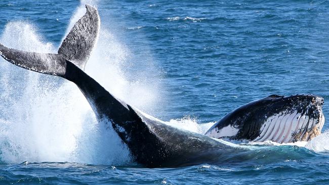 Spirit of the Gold Coast captured images of these humpback whales off the Gold Coast today 16.7.18. ##MUST CREDIT##