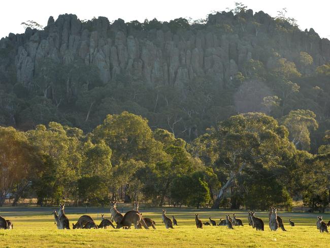 Kangaroos graze near Hanging Rock. Picture: Jay Town