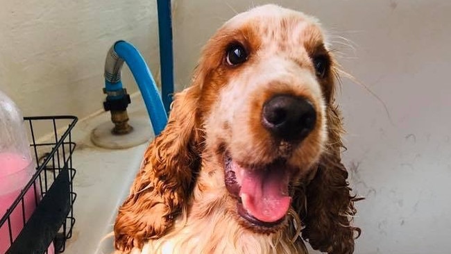 Jim's Dog Wash franchisees are cautions about the announcement. Picture: Supplied