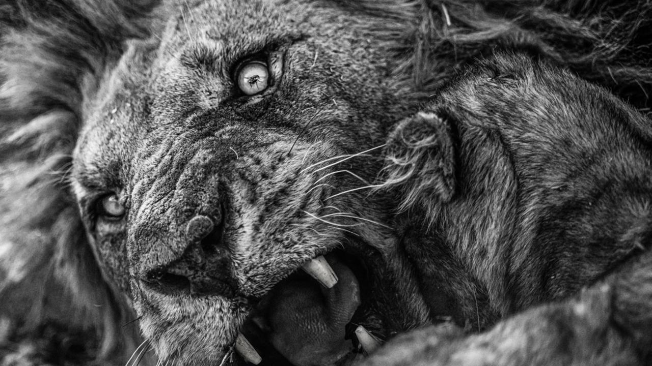 A lion cub tries to nudge dad, but the male is grumpy. At the click of the shutter, a fly passes through the focus point and the pupil of the eye. Picture: Hannes Lochner Africa Geographic Photographer of the Year 2021