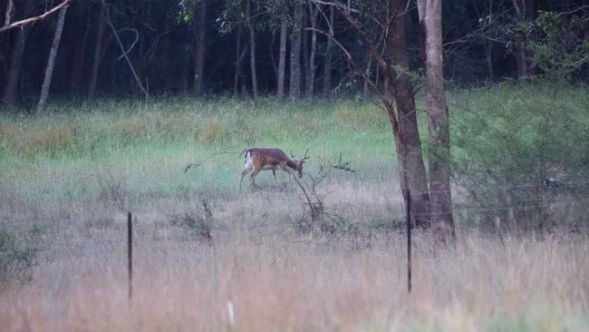 Deer sighted by residents in Harrington Park area. Picture: Facebook