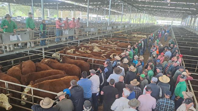 A big crowd attended the Yea cattle sale.