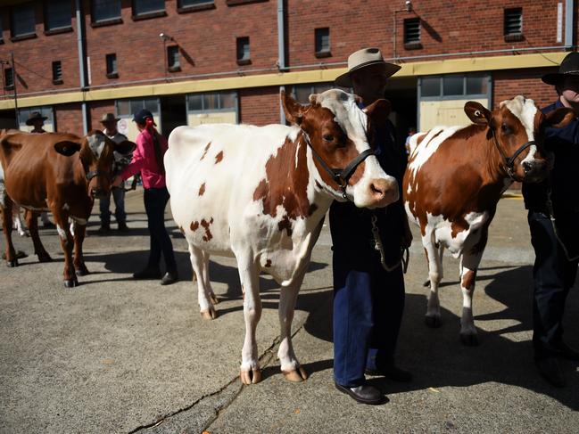 Farmer wait to parade their dairy cows at the Royal Queensland Show, also known as the Ekka, in Brisbane, Wednesday, Aug. 10, 2016. This year marks 140 years since the agricultural show began, with 55,000 people expected to go through the gates today. (AAP Image/Dan Peled) NO ARCHIVING