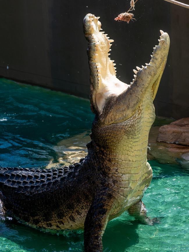 One of Crocosaurus Cove’s salties during feeding time. Picture: Che Chorley