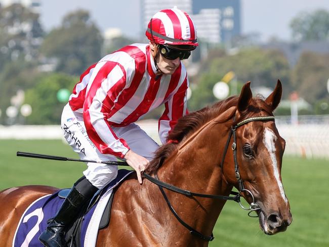 Euphoric on the way to the barriers prior to the running of the Melbourne Cup Carnival Country Final at Flemington Racecourse on November 09, 2023 in Flemington, Australia. (Photo by George Sal/Racing Photos via Getty Images)