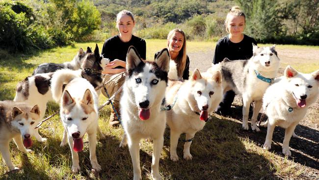 Handlers at Monika’s Doggie rescue, Brooke Widdicombe, Michelle Elliott and Olivia Wright, are teaching the huskies to walk on leads and relate to humans before they are adopted out. Picture: Tim Hunter.