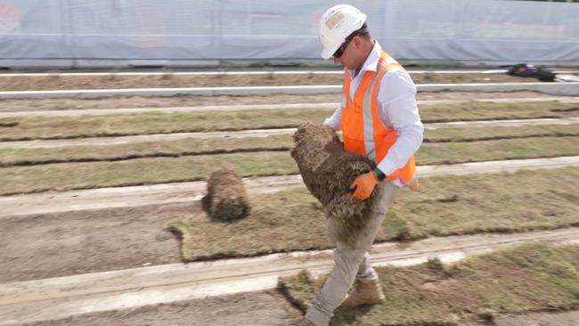 A native grass was chosen to withstand the tough western Sydney climate.