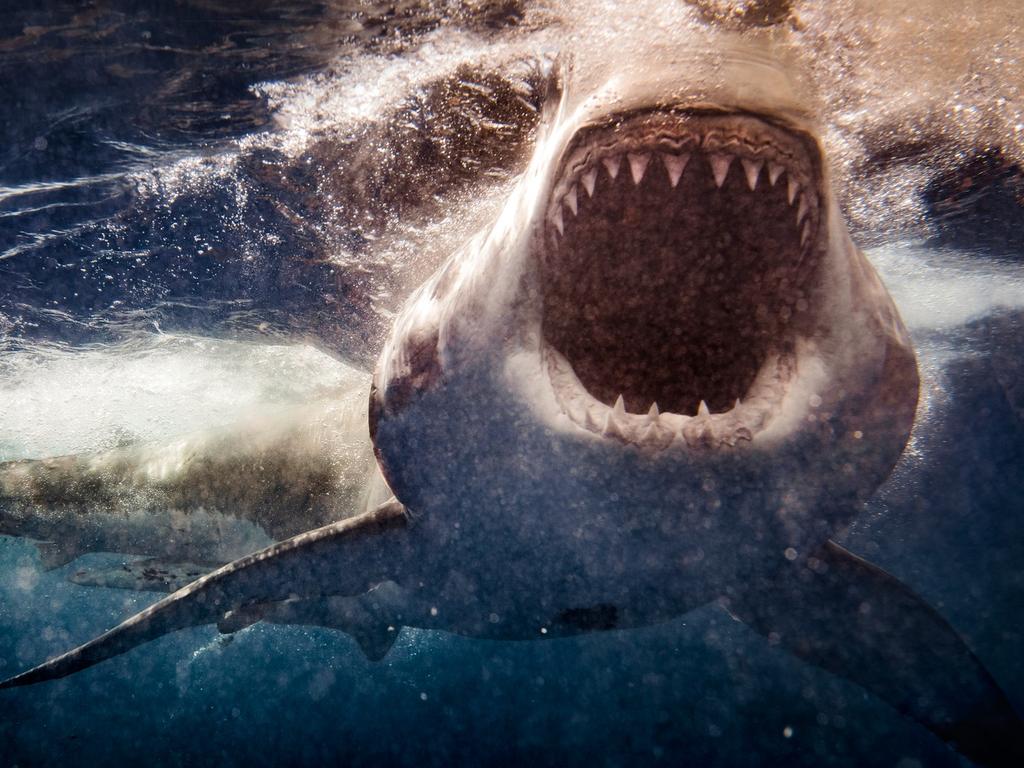 Хаггард нападение акулы. Акула в море.