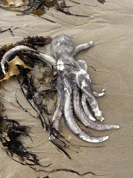 A dead octopus has been spotted on the beach stretch from Waitpinga Point to Victor Harbor, with no answers as to what the cause is. Picture: Facebook