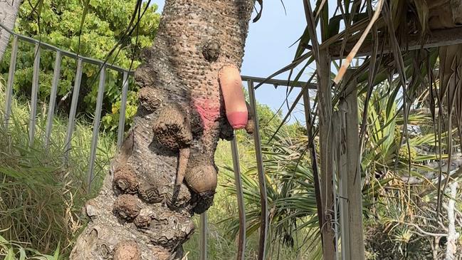 More vulgar vandalism at Oceanview walk at Burleigh Heads National Park overnight on Friday.