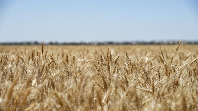 Failed grain trader Brenton Strauss is proposing another Deed of Company Arrangement in a fourth attempt to resurrect his business Sapphire Pty Ltd. Picture: Zoe Phillips