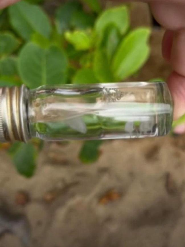 Irukandji jellyfish spotted at Palm Cove. Picture: Supplied