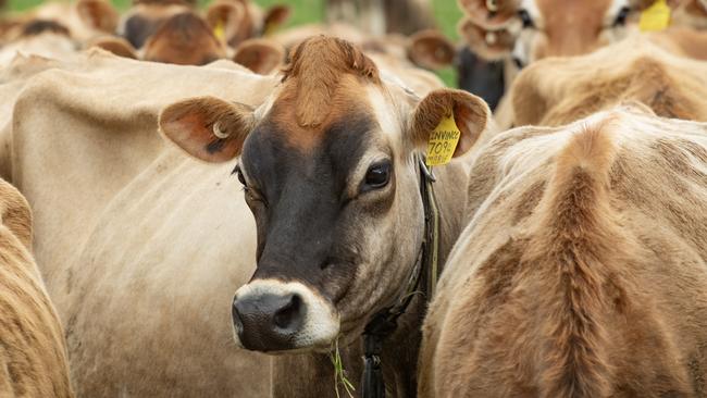 DAIRY: Dairy farmer Geoff Akers running for councilDairy farmer Geoff Akers running for council. .Geoff Akers on farm at TallygaroopnaPictured: Generic farm. Jersey cows. Dairy cows. Stock photo. Picture: Zoe Phillips