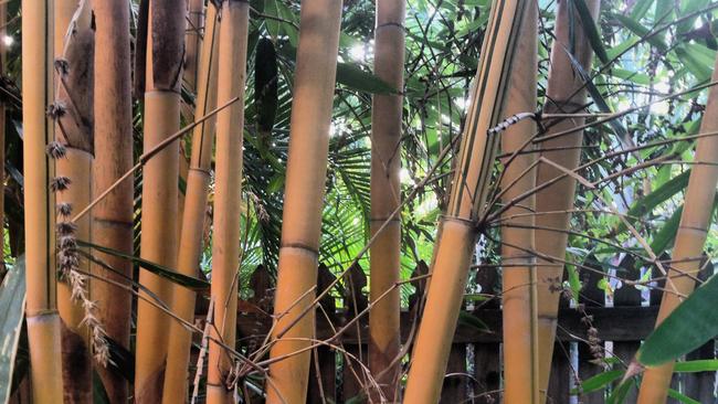 Shallow troughs compromise the height and health of bamboo.