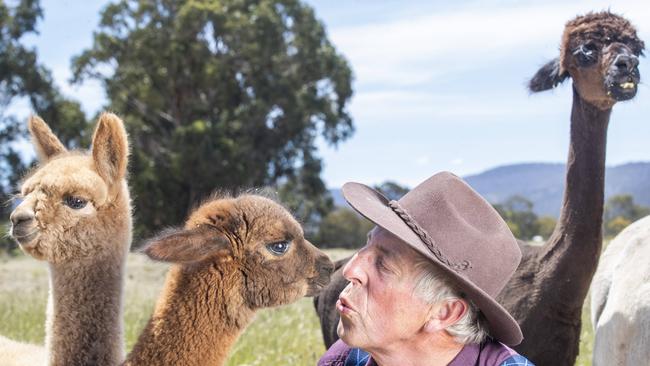 Toffeemont Alpacas owner Byron Jago at Orielton. Picture: Chris Kidd