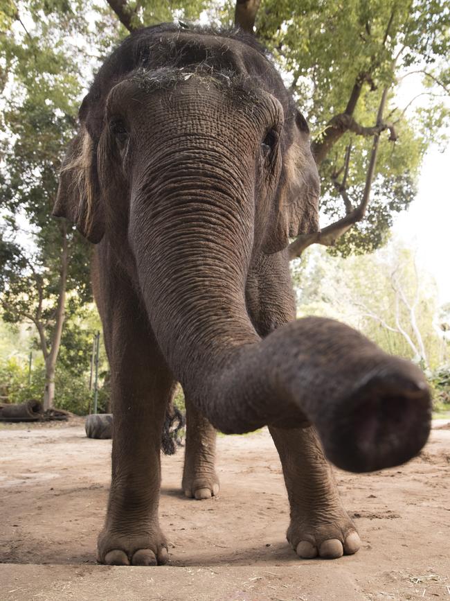 Adelaide Zoo said it will announce at a later date when Permai is ready to meet the public. Picture: Zoos SA