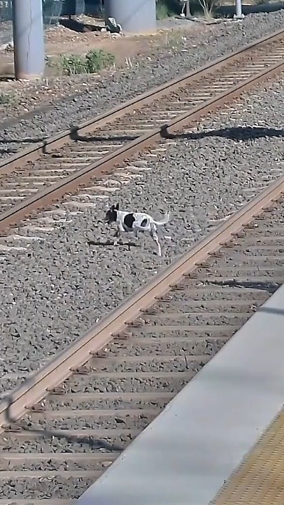 Dog rescued from tracks at Boondall 